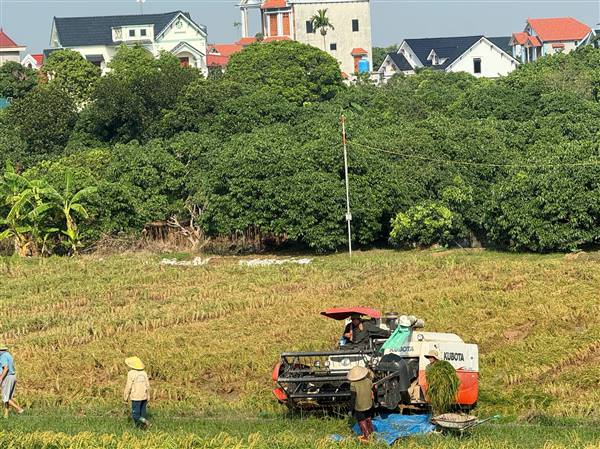 XÃ NAM THANH MIỆN ĐẨY NAHNH TIẾN ĐỘ THU HOẠCH LÚA MÙA VÀ TRỒNG CÂY VỤ ĐÔNG.