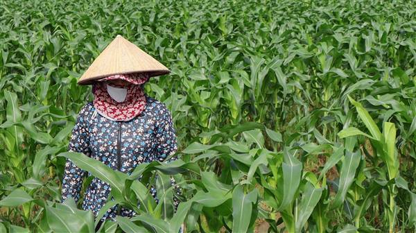 XÃ NAM THANH MIỆN ĐẨY MẠNH TUYÊN TRUYỀN, VẬN ĐỘNG NHÂN DÂN TÍCH CỰC TRỒNG CÂY VỤ ĐÔNG