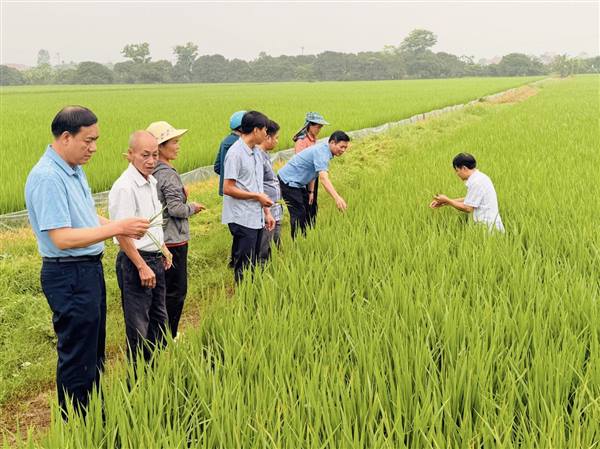 BÀ CON NÔNG DÂN XÃ NAM THANH MIỆN TÍCH CỰC PHÒNG TRỪ SÂU BỆNH, BẢO VỆ LÚA CHIÊM XUÂN