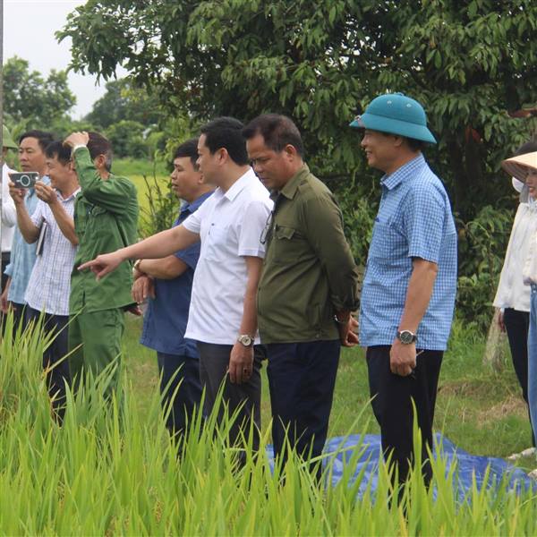 ỦY BAN NHÂN DÂN XÃ NAM THANH MIỆN TỔ CHỨC GẶT MẪU ĐÁNH GIÁ NĂNG SUẤT LÚA VỤ ĐÔNG XUÂN 2025-2026