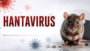 Virus Hanta lây như thế nào? Cách bảo vệ bản thân và gia đình