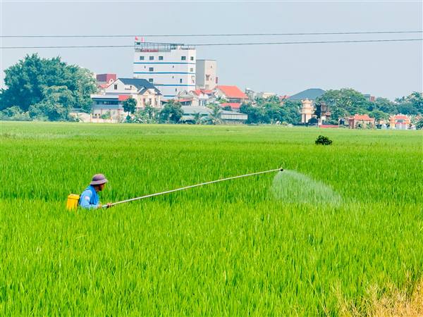 BÀ CON NÔNG DÂN XÃ NHÀ CHỦ ĐỘNG CHĂM SÓC, PHÒNG TRỪ DỊCH HẠI CHO LÚA VỤ MÙA SAU ẢNH HƯỞNG BÃO SỐ 4