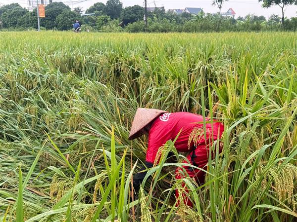BÀ CON NÔNG DÂN CHÚ Ý PHÒNG TRỪ RẦY TRÊN LÚA MÙA CUỐI VỤ