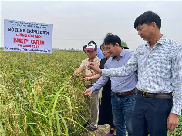Đồng chí Ngô Duy Khâm – Chủ tịch UBND xã Nghi Dương thăm mô hình trình diễn giống lúa mới Nếp Cau vụ Xuân 2025
