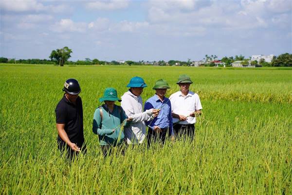 LÃNH ĐẠO UBND XÃ NGHI DƯƠNG THĂM ĐỒNG, KIỂM TRA TÌNH HÌNH SẢN XUẤT NÔNG NGHIỆP VỤ MÙA NĂM 2026