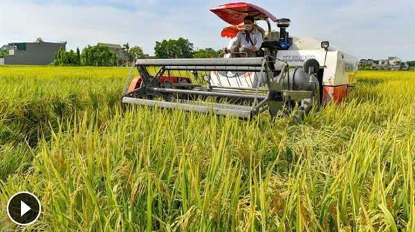 📢📢 THÔNG BÁO
📌 VỀ VIỆC ĐẨY NHANH TIẾN ĐỘ THU HOẠCH LÚA VỤ XUÂN, CHUẨN BỊ SẢN XUẤT VỤ MÙA NĂM 2026 TRÊN ĐỊA BÀN XÃ NGHI DƯƠNG 