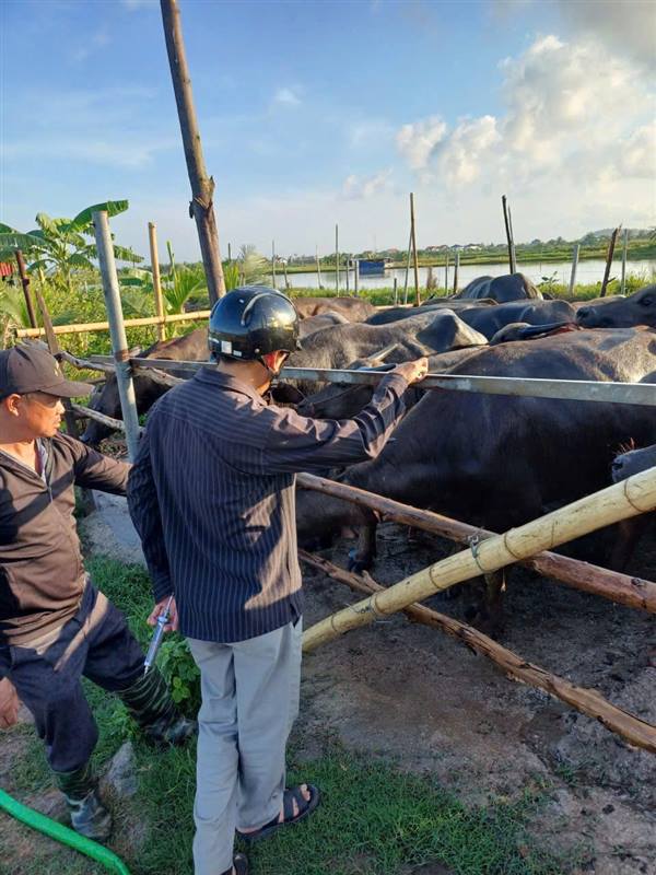 💉🐄🐖 XÃ NGHI DƯƠNG TRIỂN KHAI TIÊM PHÒNG VẮC XIN ĐỢT 1 NĂM 2026 CHO ĐÀN GIA SÚC
