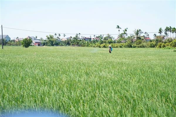 NGƯỜI DÂN XÃ NGHI DƯƠNG CHỦ ĐỘNG PHUN TRỪ SÂU CUỐN LÁ NHỎ LỨA 6, BẢO VỆ LÚA VỤ MÙA 2026