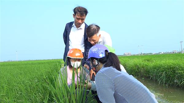 THÔNG BÁO Về việc tập trung phun phòng trừ sâu cuốn lá nhỏ Lứa 2 và đạo ôn cổ bông hại lúa vụ Xuân 2026