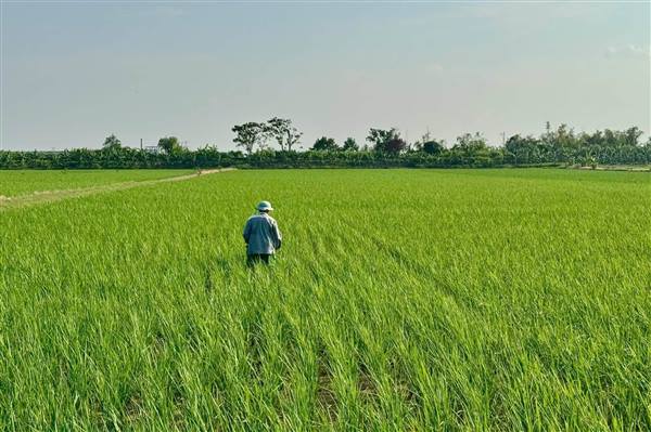 UBND PHƯỜNG NGUYỄN ĐẠI NĂNG: TẬP TRUNG PHUN TRỪ SÂU CUỐN LÁ NHỎ, BẢO VỆ LÚA MÙA