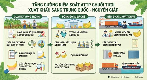 Nguyên Giáp tăng cường kiểm soát an toàn thực phẩm đối với chuối tươi xuất khẩu sang Trung Quốc.
