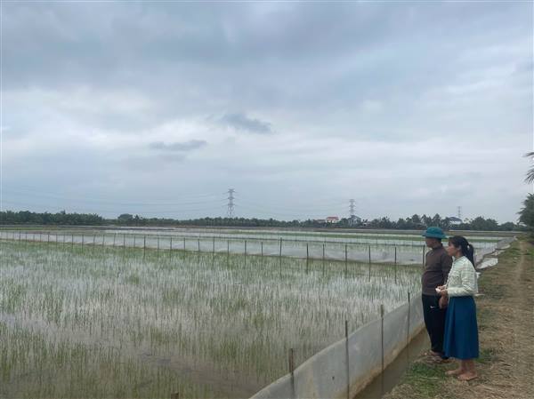 Thực hiện một số biện pháp kỹ thuật chăm sóc và phòng trừ sâu bệnh hại cây trồng vụ Xuân năm 2026. 
