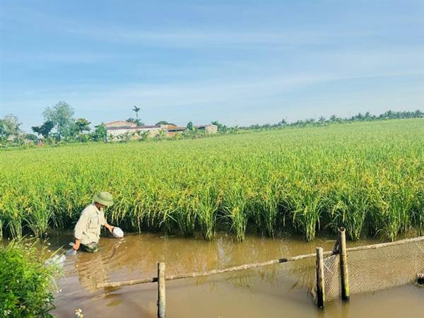 Nông dân Nguyên Giáp tập trung cải tạo ruộng rươi.