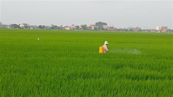 Tăng cường phòng trừ sâu cuốn lá nhỏ và sâu bệnh hại lúa xuân 2026.