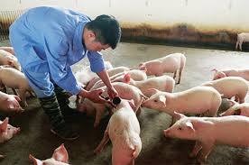 Xã Nguyên Giáp chủ động ứng phó nguy cơ dịch bệnh Lở mồm long móng chủng mới xâm nhập. 
