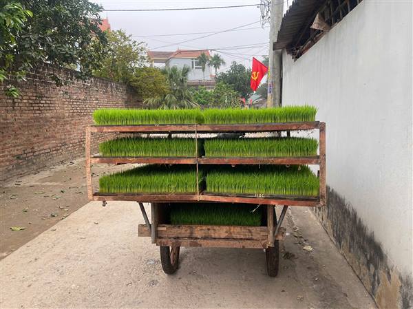Vụ Mùa năm 2026, xã Nguyên Giáp  có kế hoạch gieo cấy 1.107 ha.