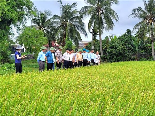 Lãnh đạo xã Nguyên Giáp kiểm tra thăm đồng, đánh giá sản xuất nông nghiệp cuối vụ xuân 2026 và thăm các mô hình nông nghiệp tiêu biểu. 