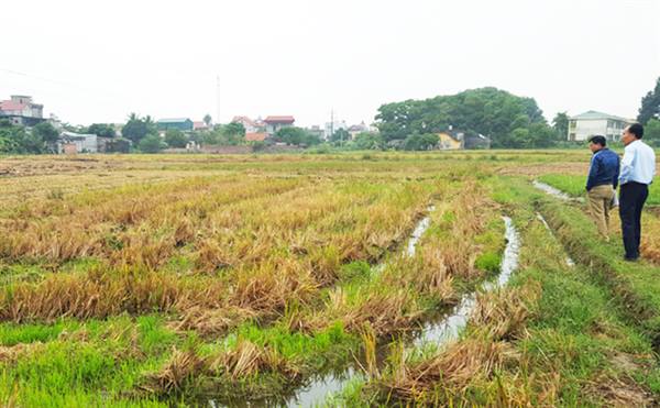 Làm đất, xử lý hạt giống và phòng trừ sâu bệnh mạ mùa.