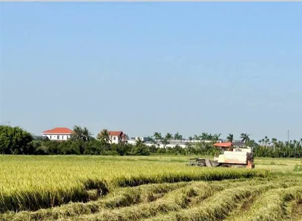 Toàn xã đã thu hoạch được trên 995ha lúa xuân.