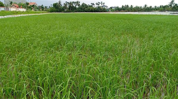 Các biện pháp phòng trừ sâu bệnh giai đoạn lúa bén rễ hồi xanh - đẻ nhánh. 