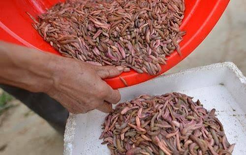 Nguyên Giáp rà soát, nâng cao chất lượng sản phẩm OCOP