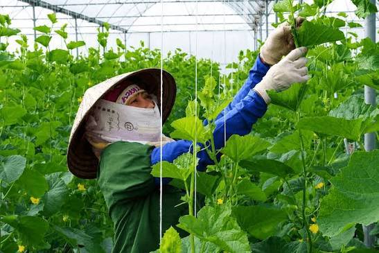 Hải Phòng hỗ trợ 100.000 đồng/m² xây nhà lưới, nhà màng. 