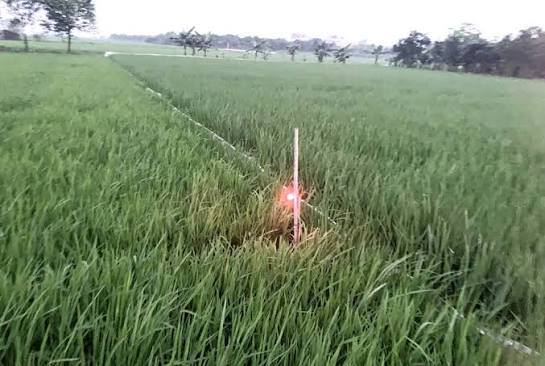 Nghiêm cấm sử dụng điện để bẫy, bắt, diệt chuột trong sản xuất nông nghiệp.
