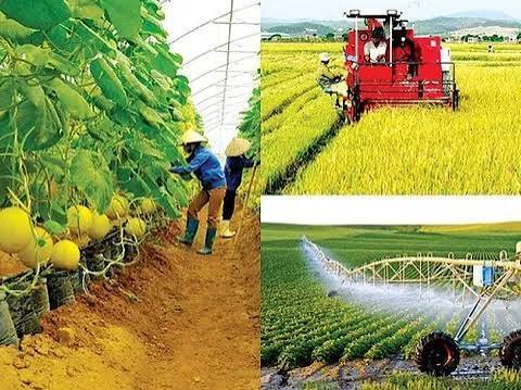Nguyên Giáp phát triển nông nghiệp hàng hóa tập trung, hiệu quả và bền vững