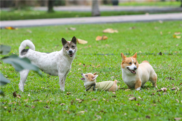 Thả rông động vật nuôi ở nơi công cộng bị phạt tới 1 triệu đồng