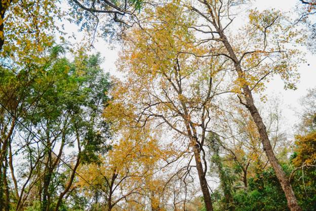 Phong hương thay lá đổi màu. Ảnh: VnExpress.