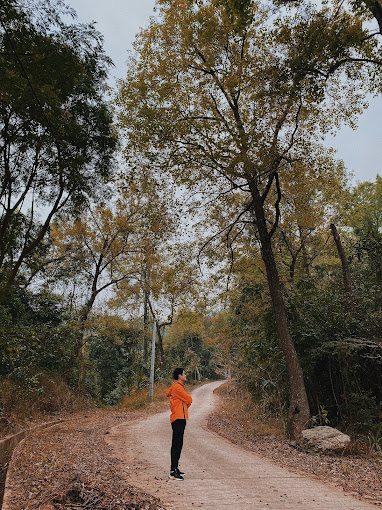 Rừng thông quanh chùa. Ảnh: Đạt Ngô.