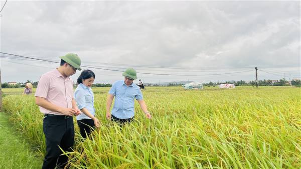 Phường Phạm Sư Mạnh tổ chức Hội nghị thăm đồng, đánh giá năng suất, sản lượng lúa trà Mùa sớm và Mùa trung vụ năm 2025