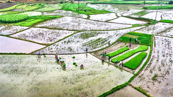 Lịch gieo trồng cây vụ Đông 2025 - 2026