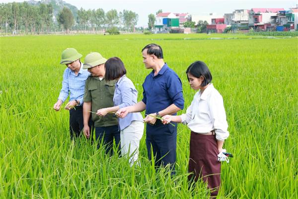 Phường Phạm Sư Mạnh tập trung chỉ đạo phòng trừ sinh vật gây hại bảo vệ năng suất lúa vụ chiêm xuân 2026