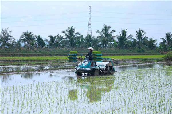 Phường Phạm Sư Mạnh chủ động triển khai kế hoạch sản xuất vụ Mùa 2026 mở đường cho vụ Đông thắng lợi