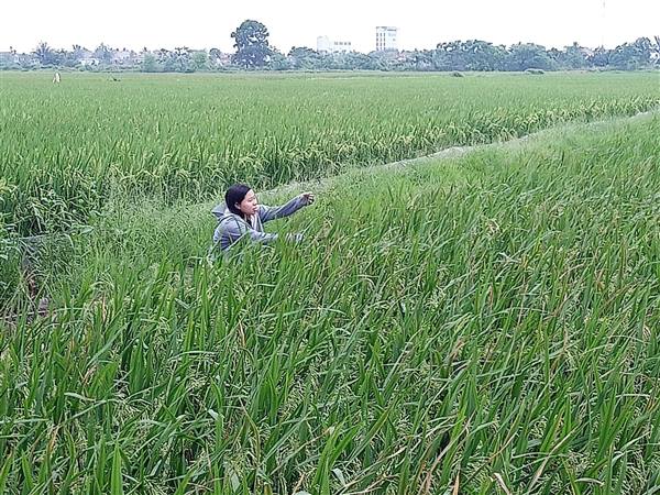 Trung tâm Dịch vụ Sự nghiệp công xã Phú Thái đã phối hợp với các HTX DVNN, Ban quản lý các thôn, tổ chức thăm đồng kiểm tra tình hình sinh trưởng và sâu bệnh hại lúa Xuân tại các khu đồng trên địa bàn xã.