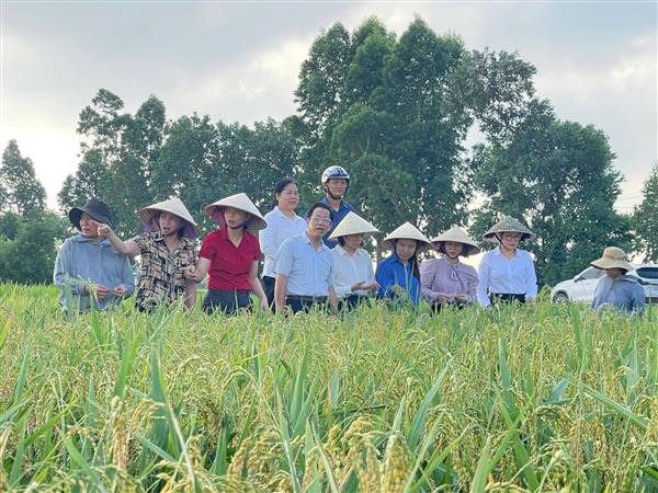 UBND xã Phú Thái tổ chức hội nghị thăm đồng định sản vụ Xuân năm 2026 tại 04 cụm trên địa bàn xã nhằm đánh giá tình hình sinh trưởng, phát triển của cây lúa và dự kiến năng suất toàn vụ.