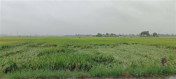 Trung tâm Dịch vụ Sự nghiệp công xã Phú Thái khuyến cáo bà con nhân dân cần tập trung khắc phục hậu quả do mưa lớn và nhanh chóng phục hồi sản xuất trồng trọt