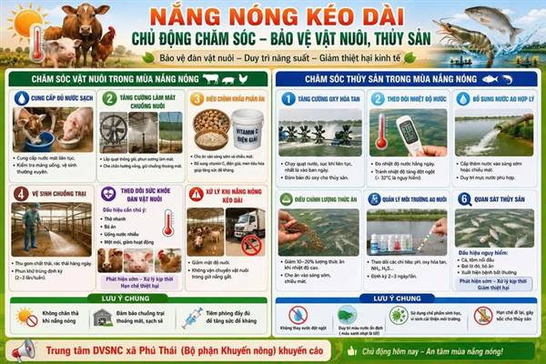 Nắng nóng kéo dài, UBND xã Phú Thái khuyến cáo bà con chăm đàn vật nuôi, gia súc gia cầm, thủy sản
