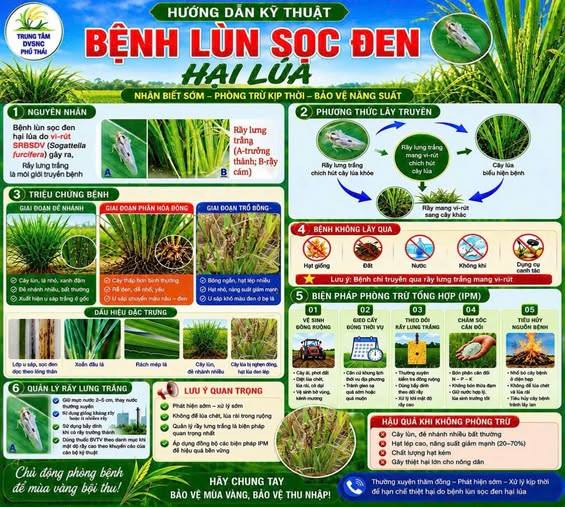 Hướng dẫn kỹ thuật phòng trừ bệnh Lùn sọc đen hại lúa