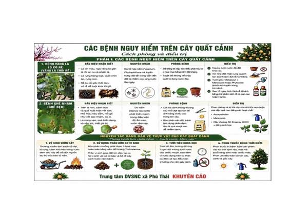 Trung tâm Dịch vụ sự nghiệp công xã Phú Thái khuyến cáo tới người dân các Phòng & Điều trị bệnh trên câu quất cảnh.