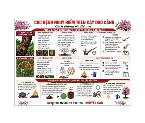 Trung tâm Dịch vụ sự nghiệp công xã Phú Thái khuyến cáo tới người dân các Phòng & Điều trị bệnh trên câu Đào cảnh.