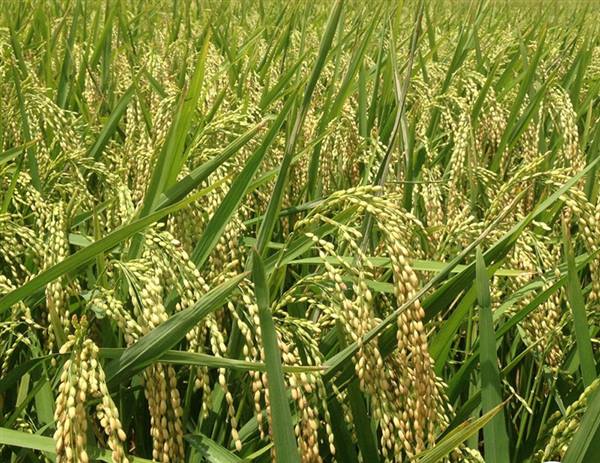 Nếp cái hoa vàng Đại Thắng – Tinh hoa từ hồn đất Quyết Thắng