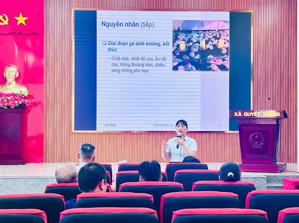 Khuyến nông Hải Phòng đồng hành cùng nông dân Quyết Thắng trong chăn nuôi gà sạch