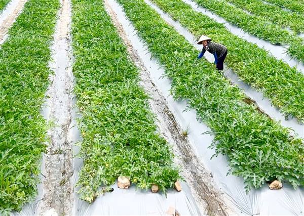 Một mùa dưa ngọt lành lại về trên đồng đất Quyết Thắng.