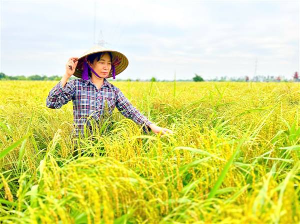 Người dân Quyết Thắng thăm đồng lúa nếp cái hoa vàng – sẵn sàng cho mùa gặt mới 