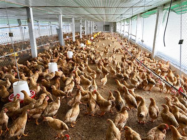 Xã Quyết Thắng kiểm tra tình hình sản xuất vụ đông năm 2025