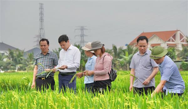 Ủy ban nhân dân xã Quyết Thắng kiểm tra sản xuất, thăm đồng vụ Xuân năm 2026