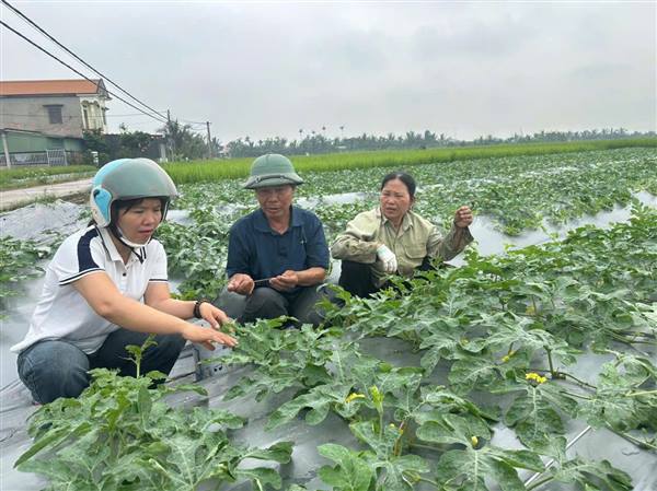 Kiểm tra, hướng dẫn tình hình sâu bệnh hại trên diện tích trồng dưa