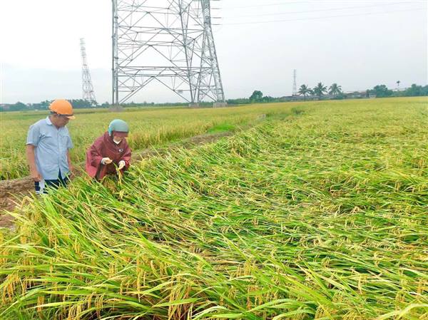 TĂNG CƯỜNG KIỂM TRA ĐỒNG RUỘNG, HƯỚNG DẪN KHẮC PHỤC LÚA BỊ ĐỔ SAU MƯA GIÔNG